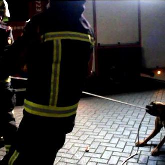 El perro que soñaba con ser bombero