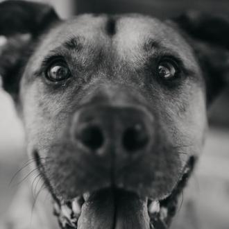 Amigui, un perro abandonado en el veterinario porque está enfermo …