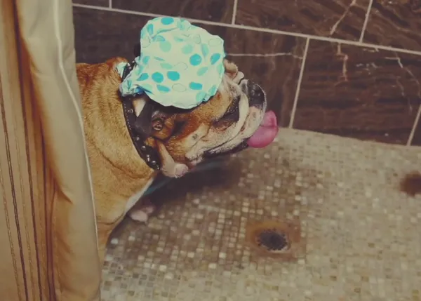 El Bulldog Inglés que, ejem, hizo posible la boda de sus humanos, una comedia de acción perruna