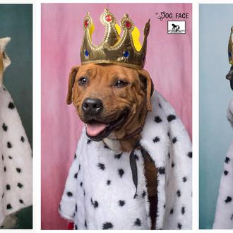 Los perros que aún siguen esperando a los Reyes Magos …