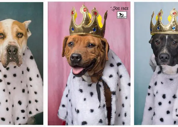 Los perros que aún siguen esperando a los Reyes Magos en DogHorseCity: un perro, un hogar