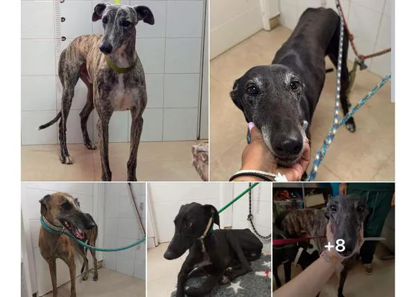 Aún no han aparecido ninguno de los 13 Galgos robados en Fundación Benjamín Mehnert