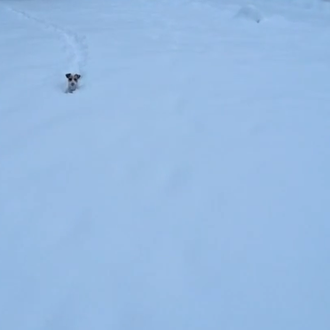 ¡A jugar! Vídeos de perros pasándoselo en grande en la …