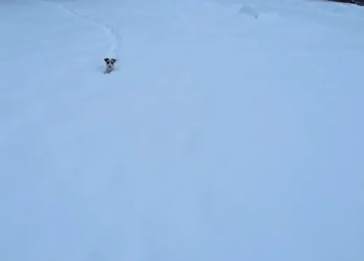 ¡A jugar! Vídeos de perros pasándoselo en grande en la nieve