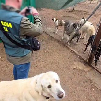 Una falsa protectora que enviaba perros a Francia desde Jaén …