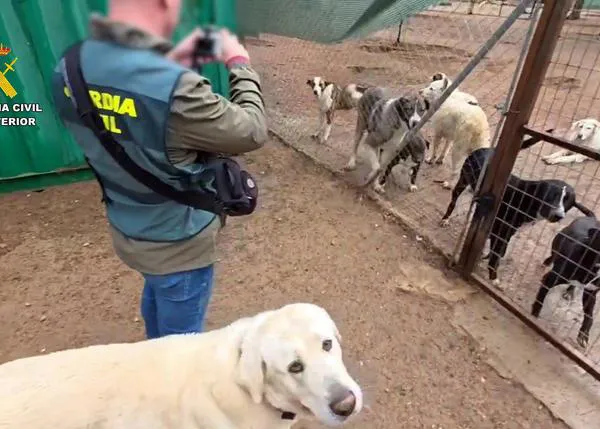 Una falsa protectora que enviaba perros a Francia desde Jaén investigada por la Guardia Civil