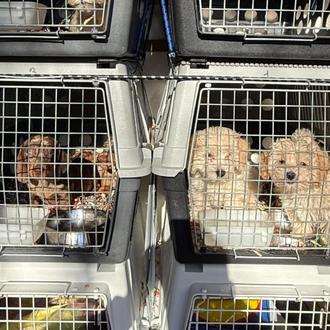 Cachorros de perros de raza que venían de granjas de …