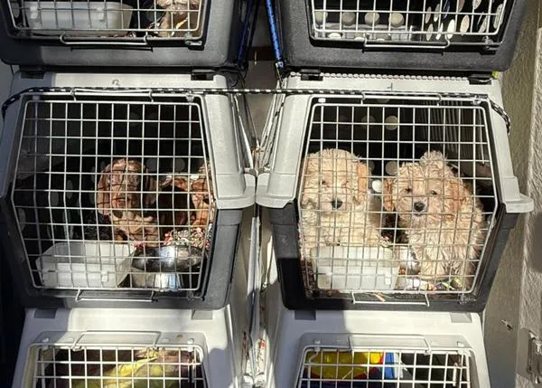Cachorros de perros de raza que venían de granjas de cachorros en Eslovaquia, interceptados por los Mossos en Girona