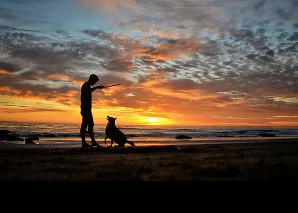 La vida feliz de una perra aventurera que vive en un coche y disfruta de la naturaleza