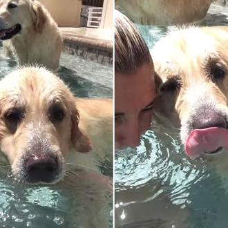 Un truco perruno veraniego y genial: un Golden sabe ¡hacer …
