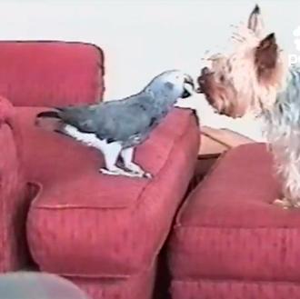 Chute de sonrisas perrunas: el can y... ¡el loro!