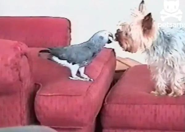 Chute de sonrisas perrunas: el can y... ¡el loro!