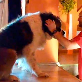 El tamaño sí importa... cuando se trata de un perro …