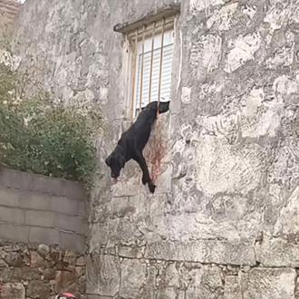 Luchan por salvar a Oso, el perro que trató de …