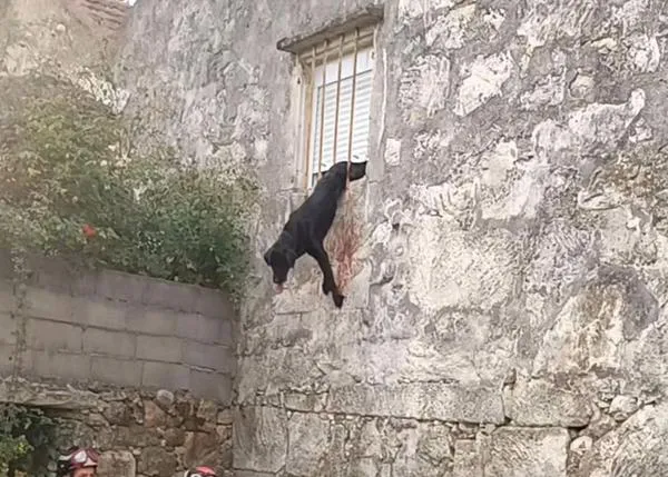 Luchan por salvar a Oso, el perro que trató de saltar por una ventana, y a otros canes encerrados en una casa de Vigo