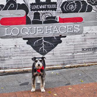 Ama lo que haces: BoaMistura (Y SrPerro, que pasaba por …