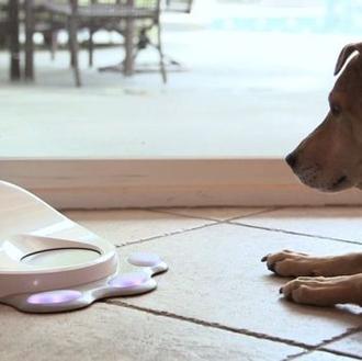 Gadgets para perros: ninguna máquina puede suplir tu presencia