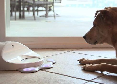 Gadgets para perros: ninguna máquina puede suplir tu presencia