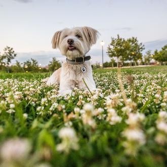 El ejercicio y el descanso en los perros: la clave …