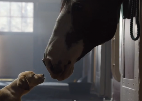 Tres anuncios con perros entre los más virales de 2014