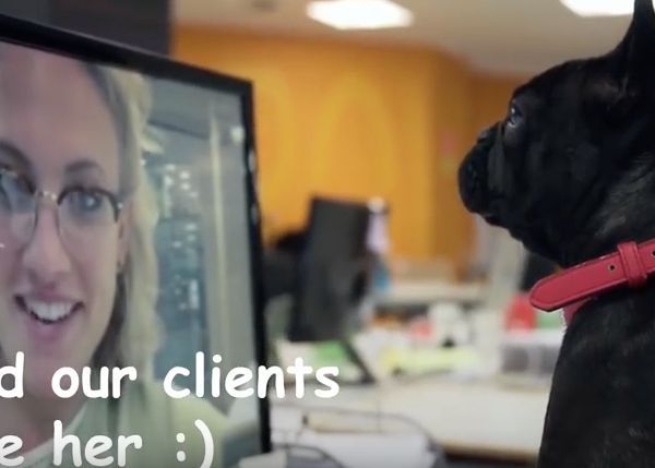 Oficinas dog friendly: dos vídeos que casi casi generan ganas de volver al trabajo