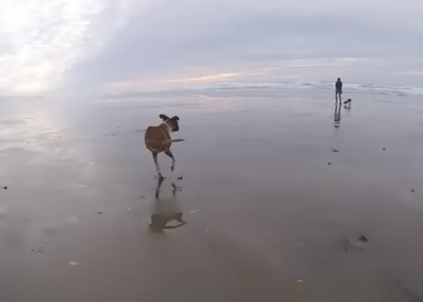El Bóxer de dos patas más feliz del mundo vuelve a mostrarnos como corre-vuela