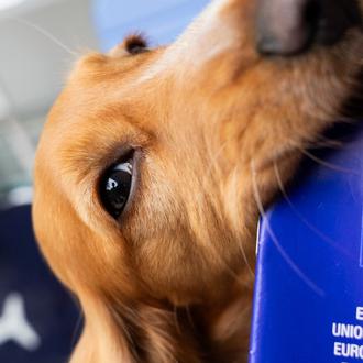 Viajar con perro en Europa a partir de abril 2026 …