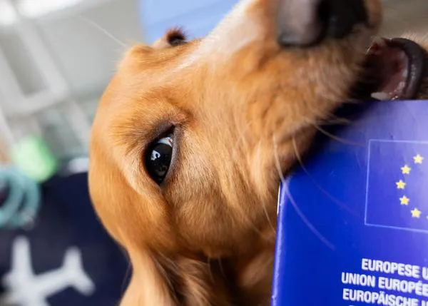 Viajar con perro en Europa a partir de abril 2026, ¿qué ha cambiado ya y qué cambiará en un futuro?