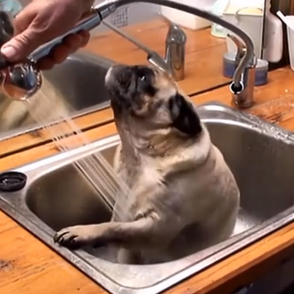 Carlino Spa: algunos disfrutan del baño y otros... salen corriendo