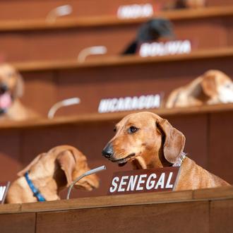 La ONU en versión salchicha: una reunión perruna con mucho …