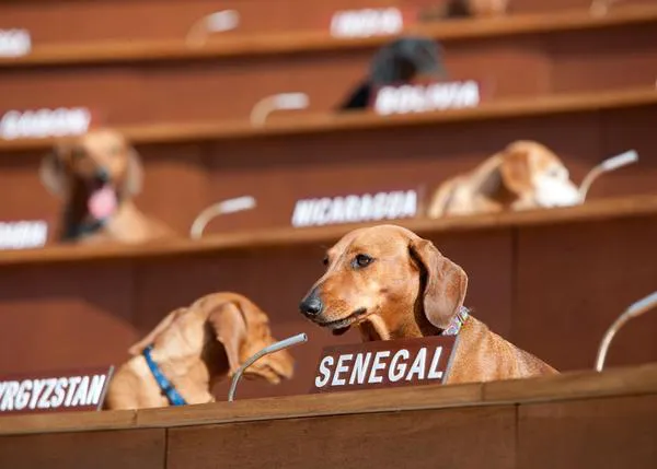 La ONU en versión salchicha: una reunión perruna con mucho arte