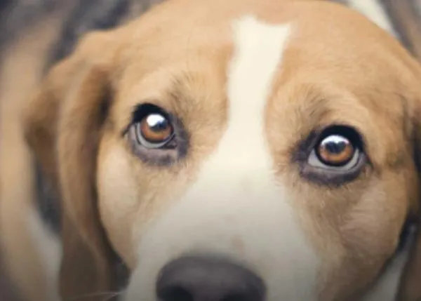 España, entre los países de la UE donde ha aumentado la experimentación con animales