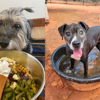 Así es el mayor santuario de animales de compañía de …