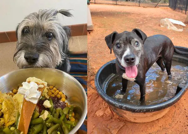 Así es el mayor santuario de animales de compañía de EEUU: Best Friends Animal Society