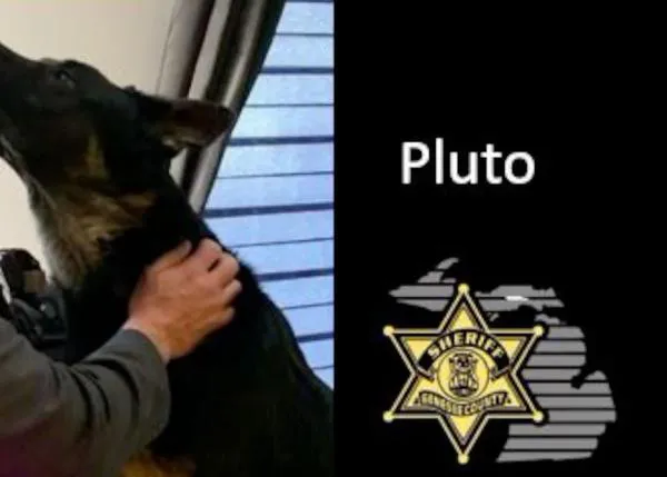El maltrato animal es un indicador de peligrosidad: cuando se daña a los animales para dañar a las personas
