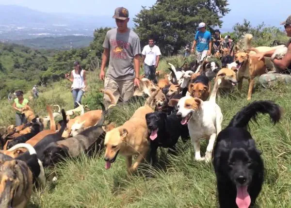 Los perros abandonados felices viven en Costa Rica: Territorio de Zaguates