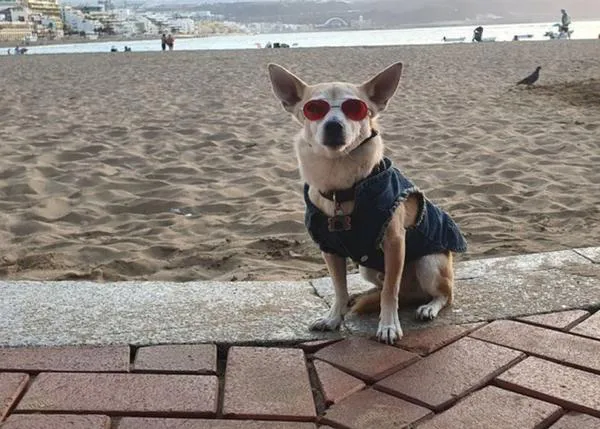 La prohibición más surrealista: no se permite pasear con perro en paseos marítimos como la Avenida de la Playa de las Canteras