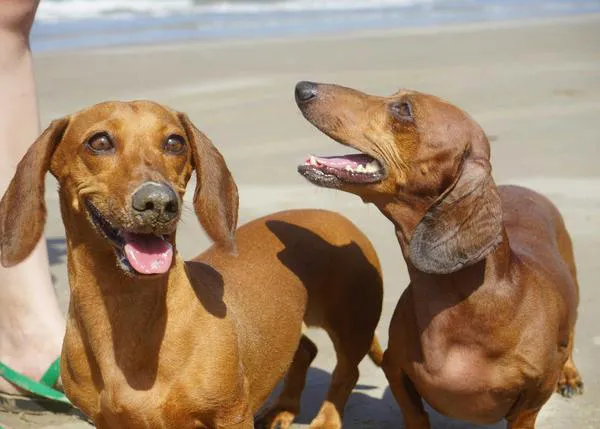 Un tratamiento no invasivo demuestra ser igual de eficaz que las operaciones para tratar las hernias discales en perros