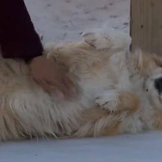 Localizan al perrete misterioso que ayudó a la policía a …