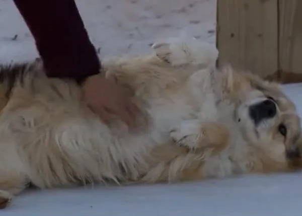 Localizan al perrete misterioso que ayudó a la policía a encontrar a un niño de tres años que había desaparecido