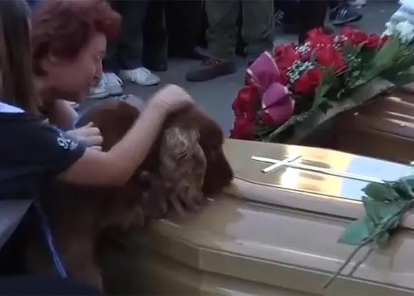 Un perro se despide de su dueño, muerto en el terremoto de Italia
