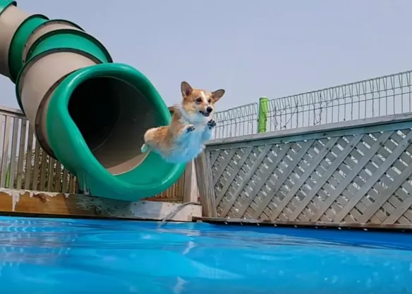 Maneras de lanzarse al mar o la piscina, estilo Corgi: ¡al agua perros!