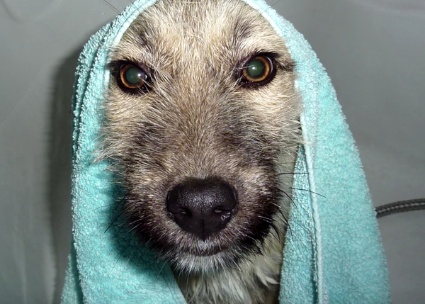 El primer baño de perros rescatados de la calle