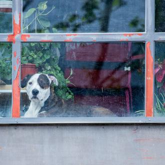 Perros y gatos ante la enfermedad del COVID-19: información actualizada