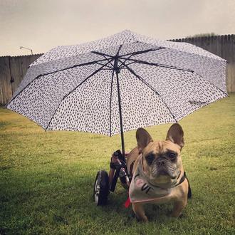Una canción feliz dedicada a todos los animales, sobre todo …