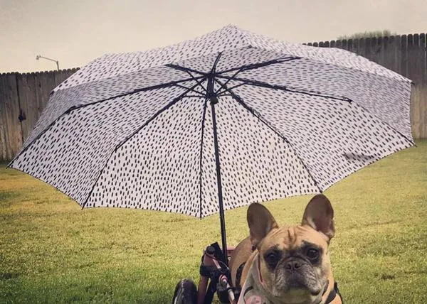 Una canción feliz dedicada a todos los animales, sobre todo los viejitos y los que tienen problemas de movilidad
