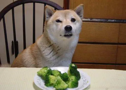 Historias de amor, odio y... sonrisas: los perros y el brócoli