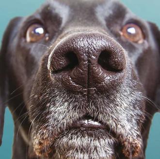 El fabuloso olfato canino también es su herramienta para medir …