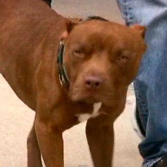 La balada del Pit Bull: no hay razas malas, hay …