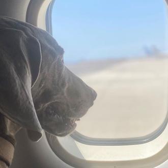 La ruleta rusa de los perros que viajan en la …